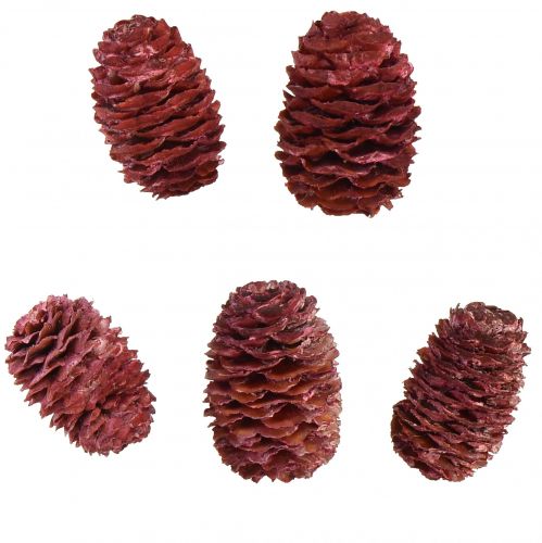 Artículo Conos de Leucadendron Sabulosum en rojo esmerilado 500g