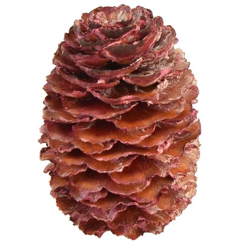 Floristik24 Conos de Leucadendron Sabulosum en rojo esmerilado 500g