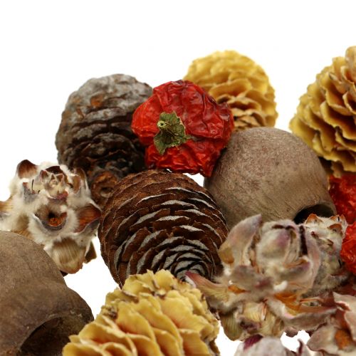 Floristik24 Mezcla exótica de frutos secos y conos natural 500g