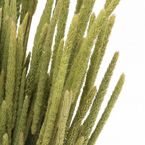 Floristik24 Hierba timotea natural 50-60cm 100g