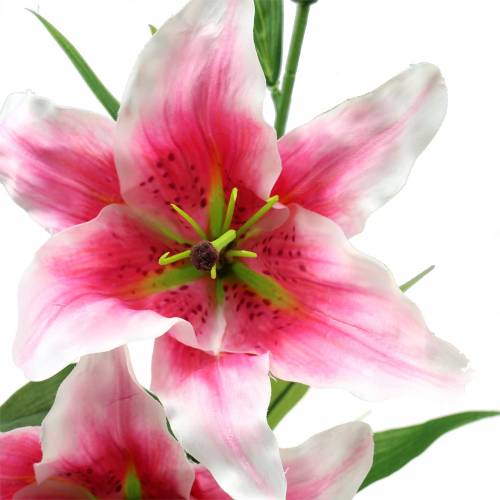 Floristik24 Lirio Oriental "Stargazer" Blanco, Rosa 86cm