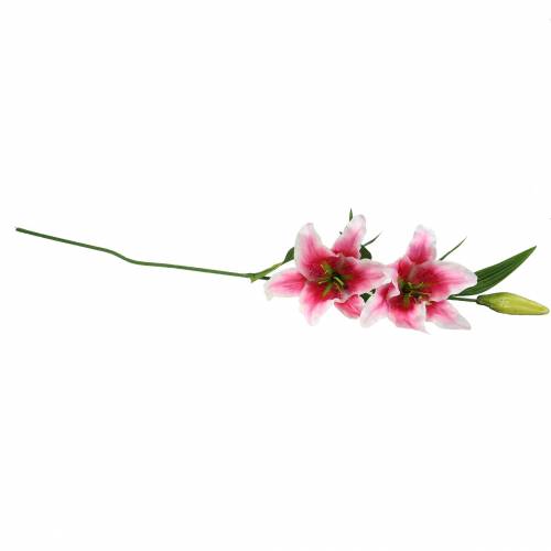 Floristik24 Lirio Oriental "Stargazer" Blanco, Rosa 86cm