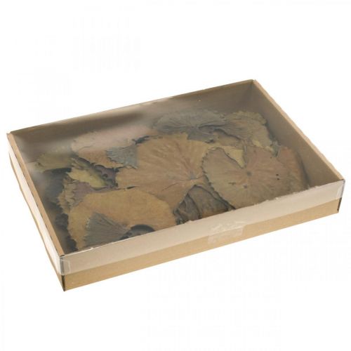 Artículo Hojas de loto secas decoración seca natural hoja de nenúfar 50 piezas