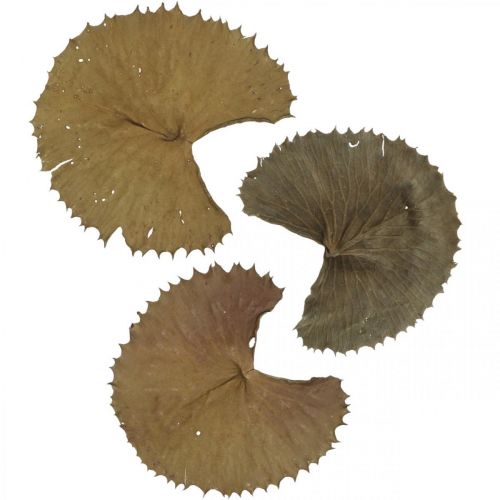 Artículo Hojas de loto secas naturales decoración seca hoja de nenúfar 50 piezas