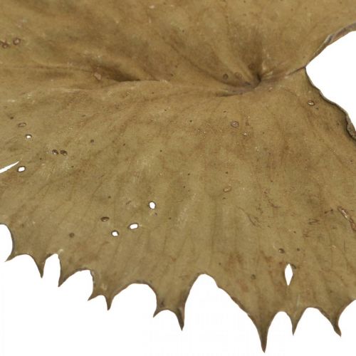 Artículo Hojas de loto secas decoración seca natural hoja de nenúfar 50 piezas