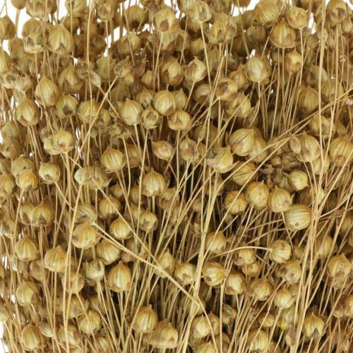 Floristik24 Lino natural, hierbas para floristería seca, Linum producto natural 160g