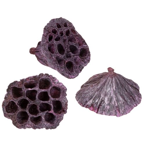 Artículo Cápsulas de loto, floristería seca, bulbo de loto rosa, blanco lavado 50 piezas