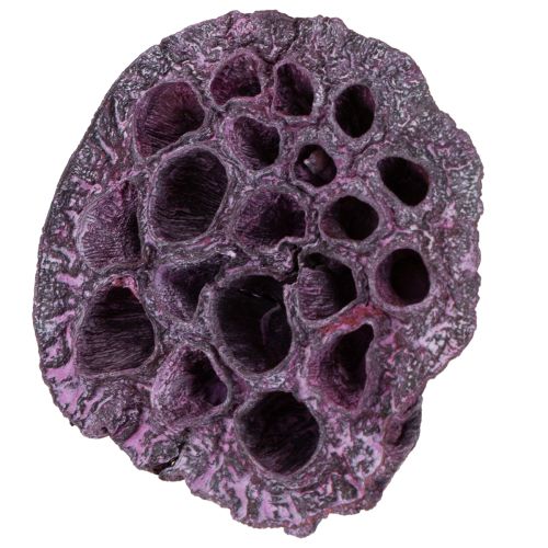 Artículo Cápsulas de loto, floristería seca, bulbo de loto rosa, blanco lavado 50 piezas