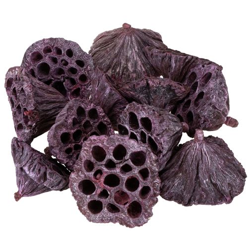 Artículo Cápsulas de loto, floristería seca, bulbo de loto rosa, blanco lavado 50 piezas