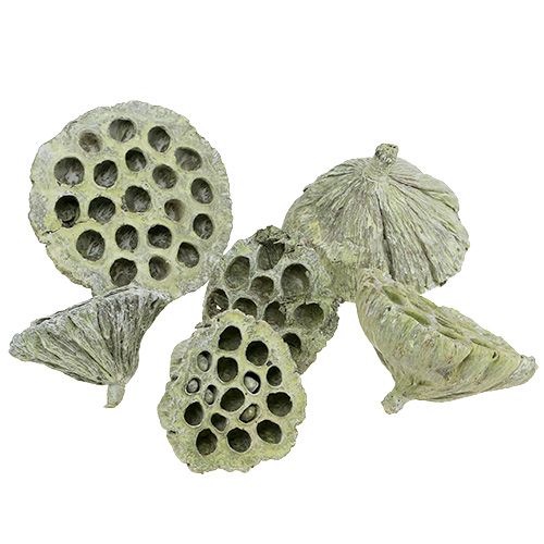 Floristik24 Frasco Lotus mix verde lavado Ø6cm - 10cm 50uds