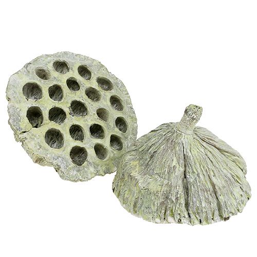 Artículo Frasco Lotus mix verde lavado Ø6cm - 10cm 50uds