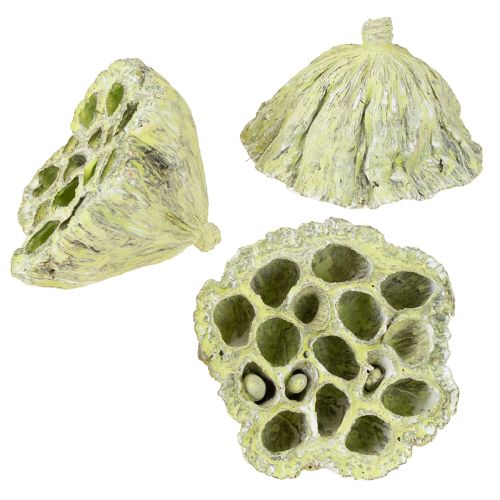 Artículo Frasco Lotus mix verde lavado Ø6cm - 10cm 50uds