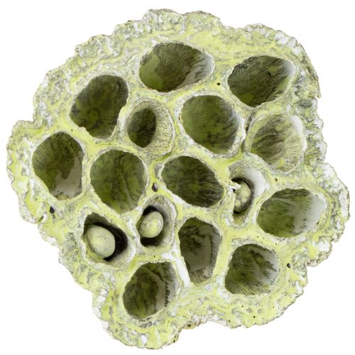 Artículo Frasco Lotus mix verde lavado Ø6cm - 10cm 50uds