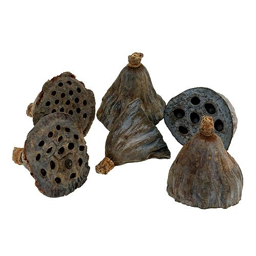 Artículo Frasco Lotus pequeño 100 piezas natural