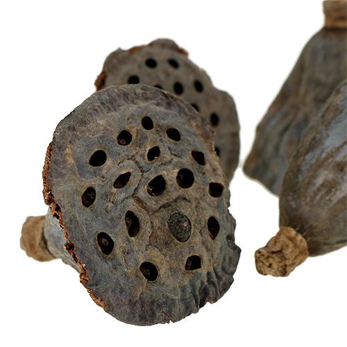 Artículo Frasco Lotus pequeño 100 piezas natural