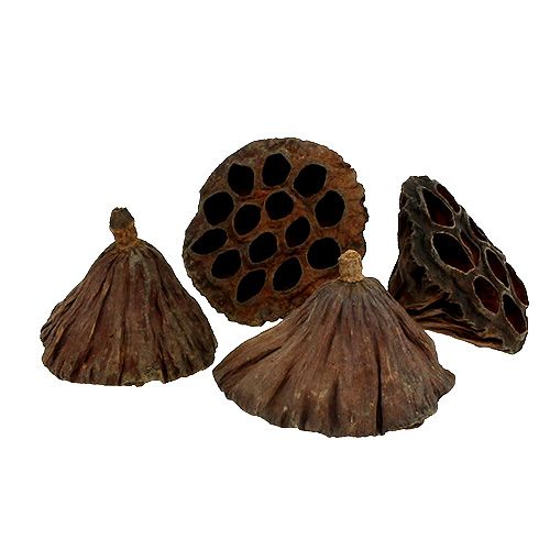 Artículo Frasco Lotus mediano 100 piezas natural