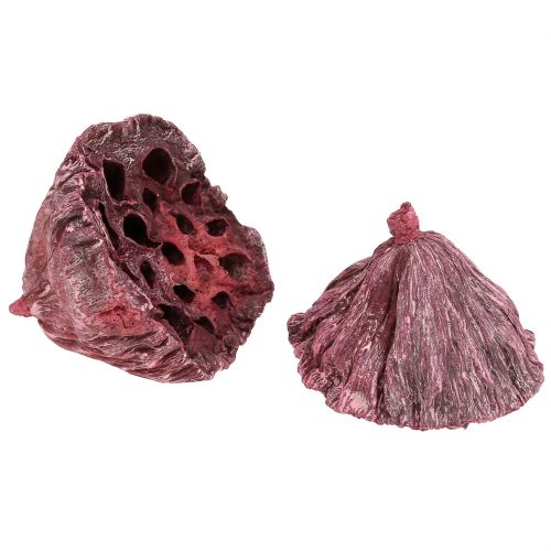 Artículo Cápsulas de loto, floristería seca, bulbo de loto rosa, blanco lavado 50 piezas