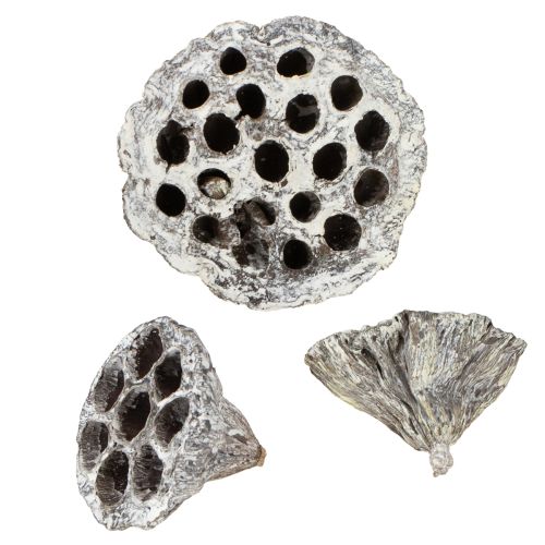 Frasco de loto decorativo natural Lotos blanco lavado 6-8 cm 50 piezas