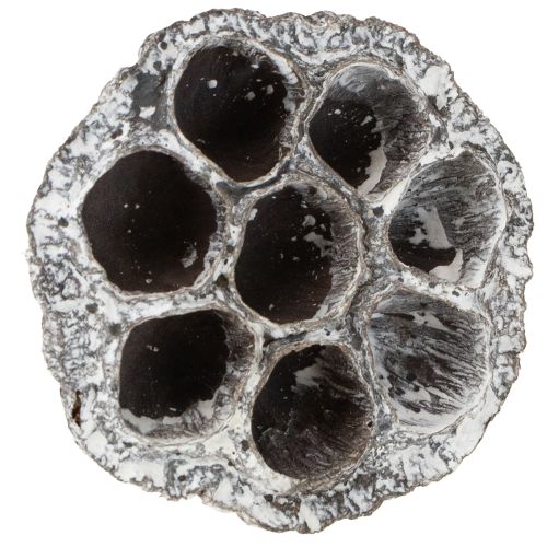 Artículo Frasco de loto decorativo natural Lotos blanco lavado 6-8 cm 50 piezas