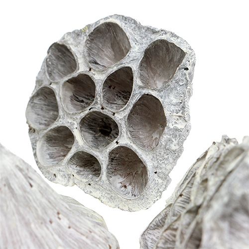 Artículo Lotus Natural Deco Bombilla Loto Blanco Lavado 6-8cm 50uds
