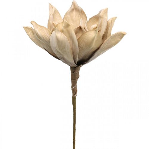 Floristik24 Flor de loto, decoración flor de loto, planta artificial beige L66cm