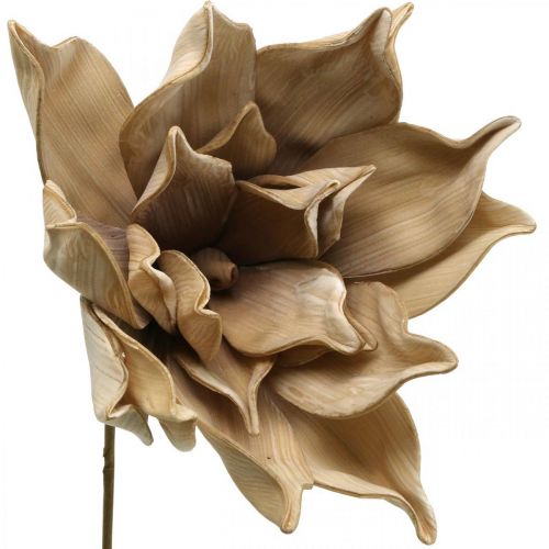 Floristik24 Flor de loto, decoración flor de loto, planta artificial beige L66cm