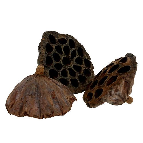 Artículo Frasco Lotus grande 100 piezas natural