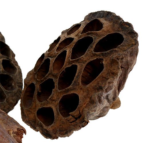 Artículo Frasco Lotus grande 100 piezas natural