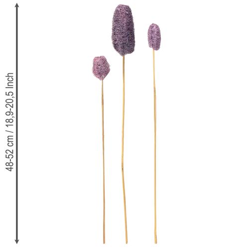 Artículo Luffa en tallo, pequeña baya seca decorativa, 5-12 cm, 25 unidades