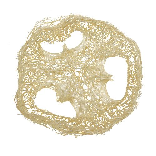 Floristik24 Discos Luffa blanqueados Ø5cm 48uds