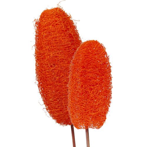 Floristik24 Luffa grande en palo naranja 25 piezas