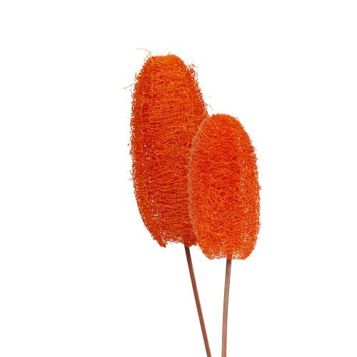 Floristik24 Luffa pequeña en palo naranja 25 piezas