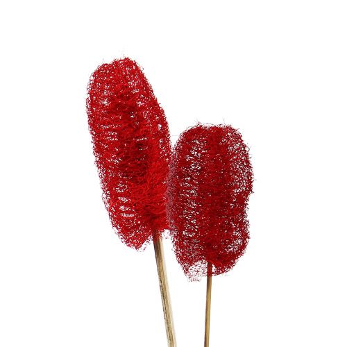 Floristik24 Luffa pequeña en palo rojo 25 piezas