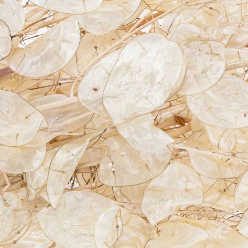 Artículo Flores secas de Lunaria, violeta de luna, hoja plateada, secas, 60-80 cm, 30 g