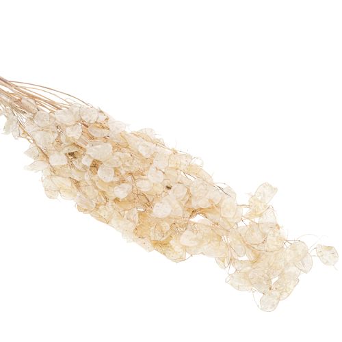 Artículo Flores secas de Lunaria, violeta de luna, hoja plateada, secas, 60-80 cm, 30 g