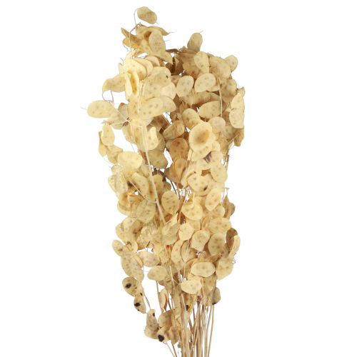 Floristik24 Lunaria Deco Luna Violeta Plata Hoja Seca 90cm 100g