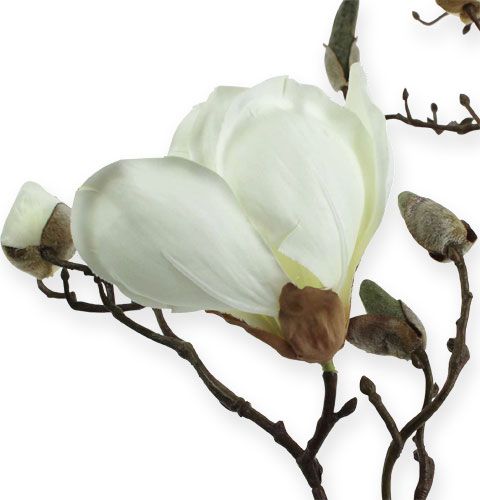 Floristik24 Rama de magnolia blanca 110cm
