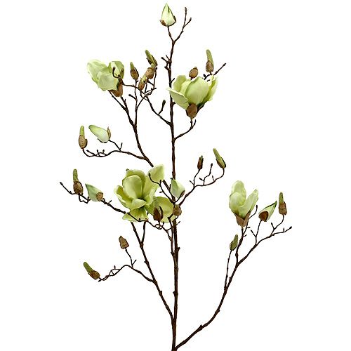 Floristik24 Rama de magnolia verde L110cm