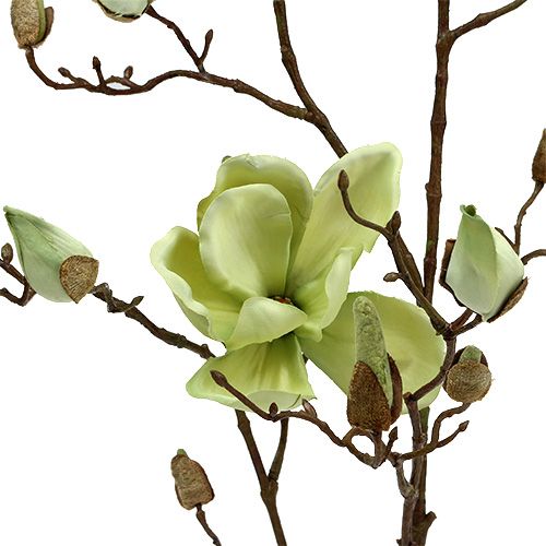 Floristik24 Rama de magnolia verde L110cm