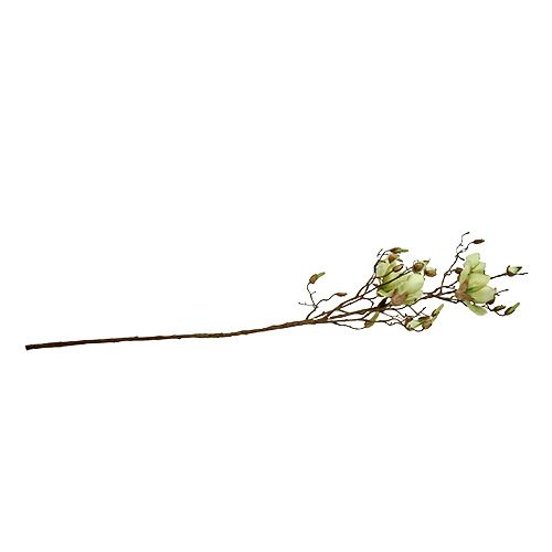 Floristik24 Rama de magnolia verde L110cm
