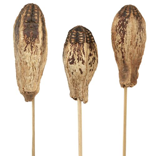 Artículo Vainas Caoba Decoración Seca Natural 45cm 50uds