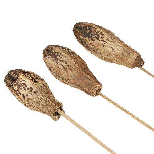 Artículo Vainas Caoba Decoración Seca Natural 45cm 50uds