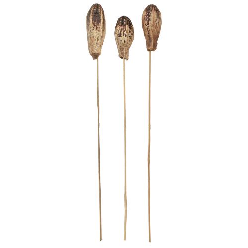 Artículo Vainas Caoba Decoración Seca Natural 45cm 50uds