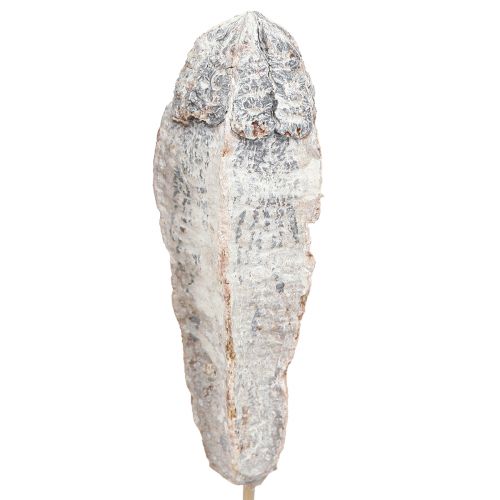 Artículo Vainas de caoba decoración seca blanco natural 45cm 50uds