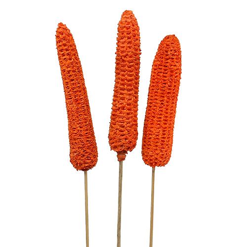 Floristik24 Mazorcas de maíz en palitos naranja 20 piezas