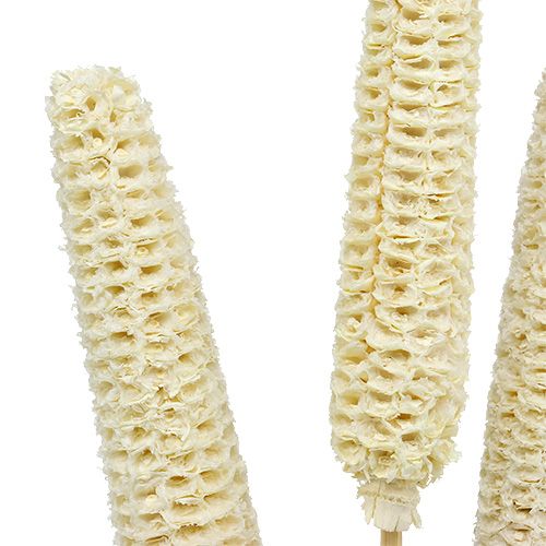 Floristik24 Mazorcas de maíz con tallos blanqueadas 20 piezas
