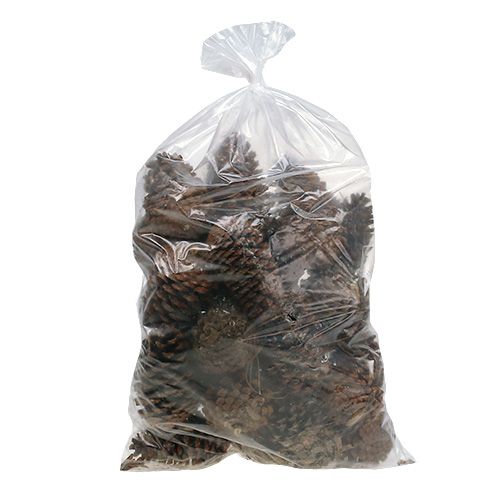 Conos Maritima 14/18 natural 25uds | Floristik24.es