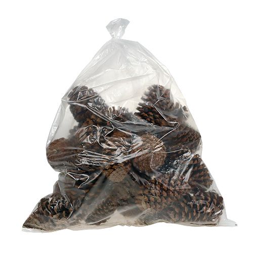 Floristik24 Conos Maritima 17+ naturales 25uds