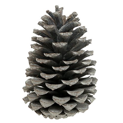 Artículo Conos Maritima 10cm - 14cm encalados 25uds