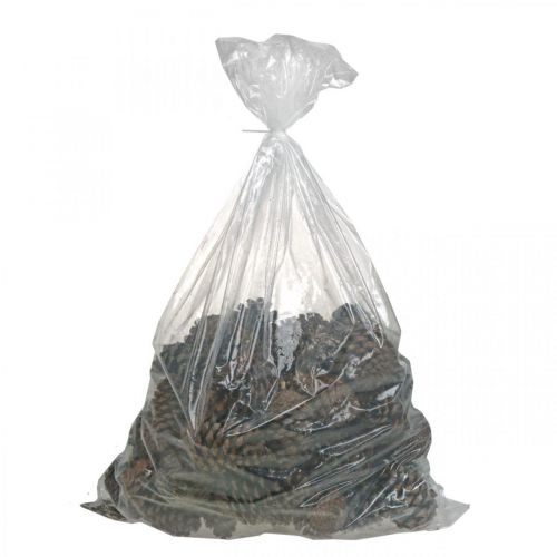 Artículo Conos maritima, floristería de luto, decoración de Adviento, producto natural H12-15cm Ø6,5-10cm 50 piezas